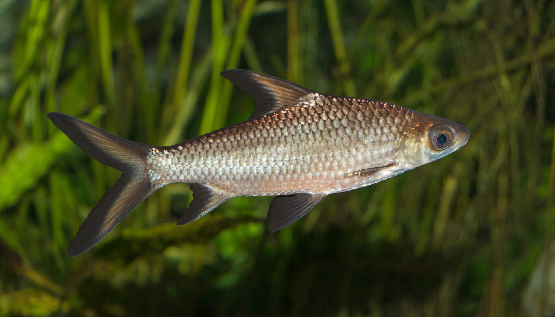 Imagem do Peixe Bala